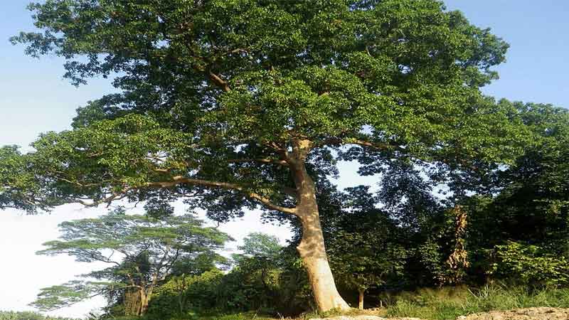 asal usul pohon rengas di Indonesia