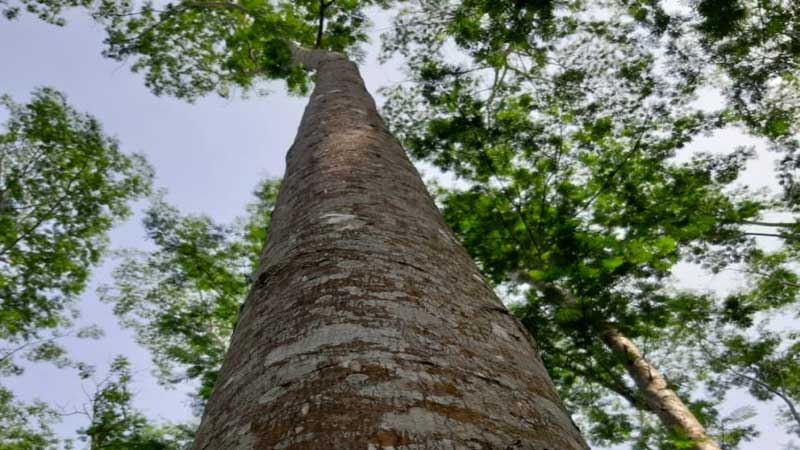 pohon manglid tingginya 40 meter