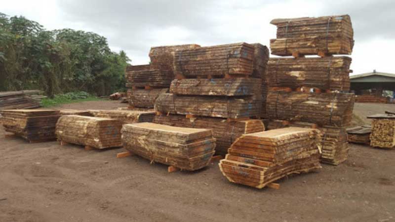 harga kayu trembesi per meter kubik dan per meter di pasaran