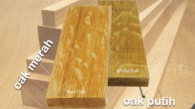 jenis-jenis kayu ek, oak merah dan oak putih
