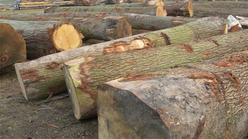 mengenal karakteristik kayu oak atau ek